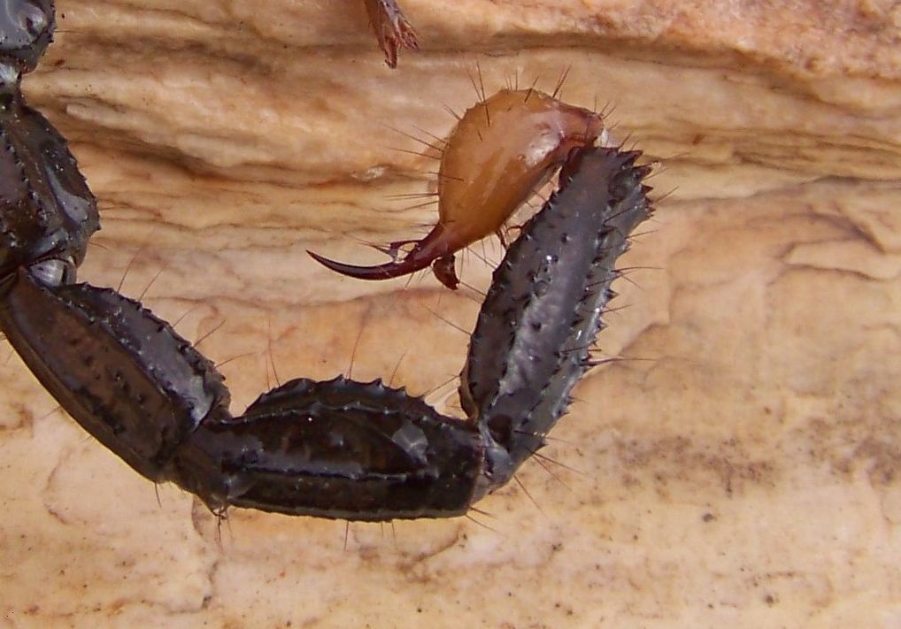 scorpion-stinger